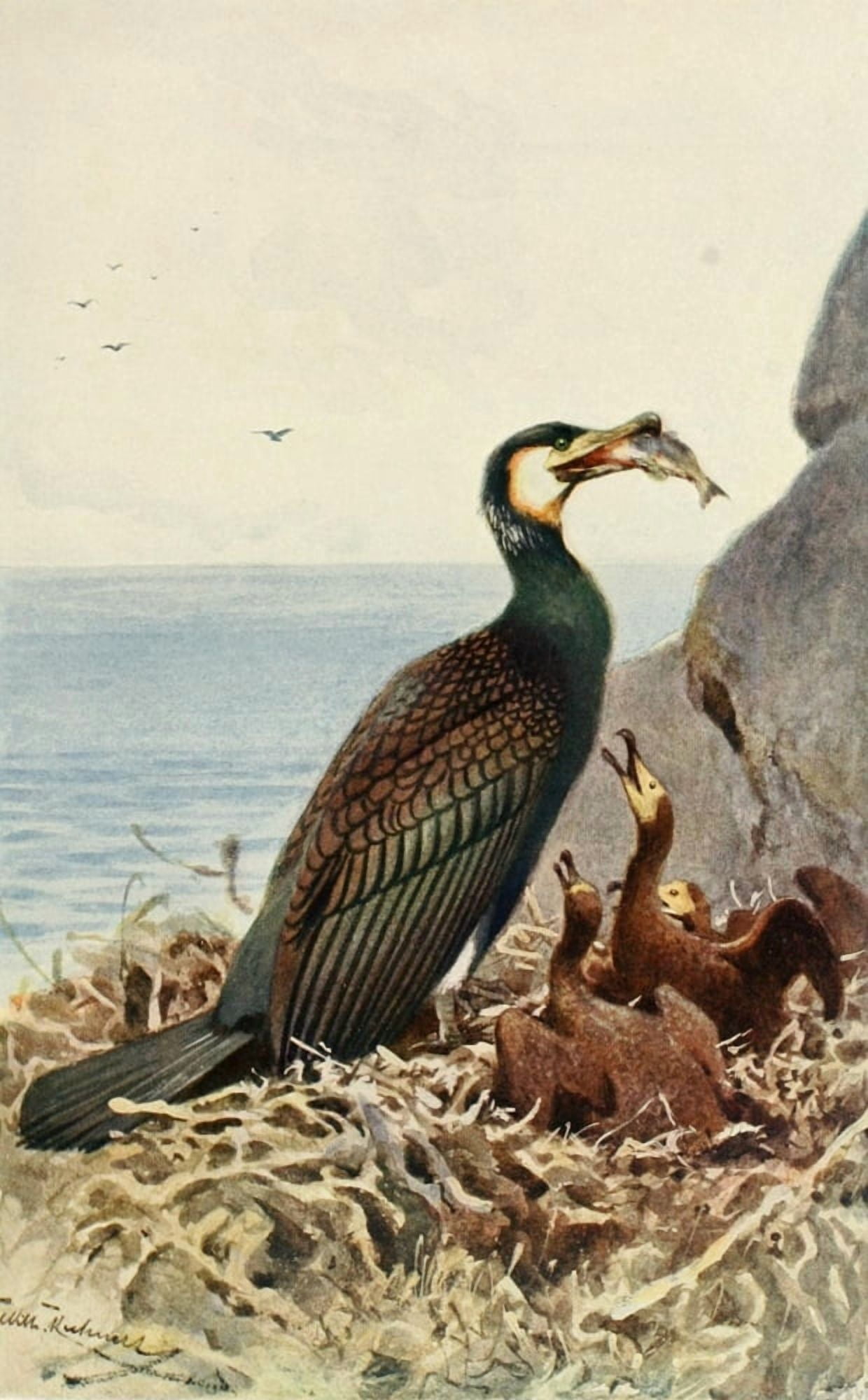 Brehms Tierleben 1911 Cormorant Canvas Art - FW Kuhnert (24 x 36)