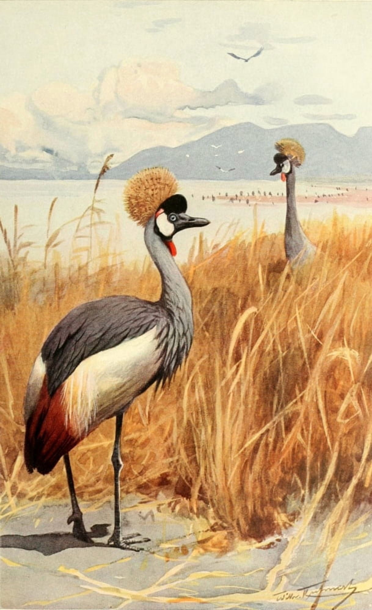 Brehms Tierleben 1911 Crowned Crane Canvas Art - FW Kuhnert (18 x 24)