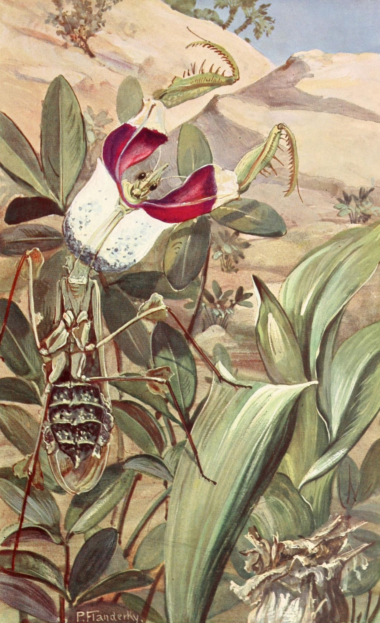 Brehms Tierleben 1911 Devils Flower Mantis Canvas Art - Paul Flanderky (18 x 24)