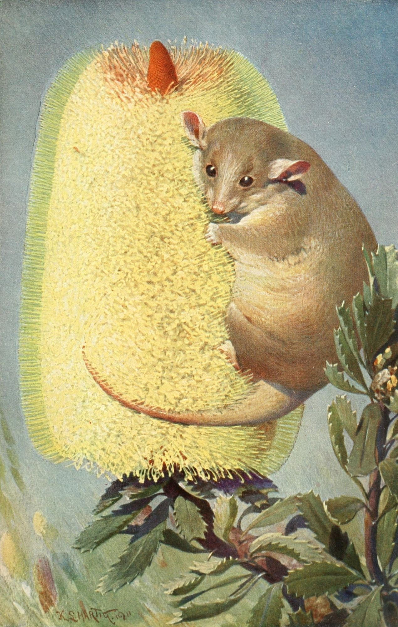 Brehms Tierleben 1911 Dormouse Canvas Art - FW Kuhnert (24 x 36)