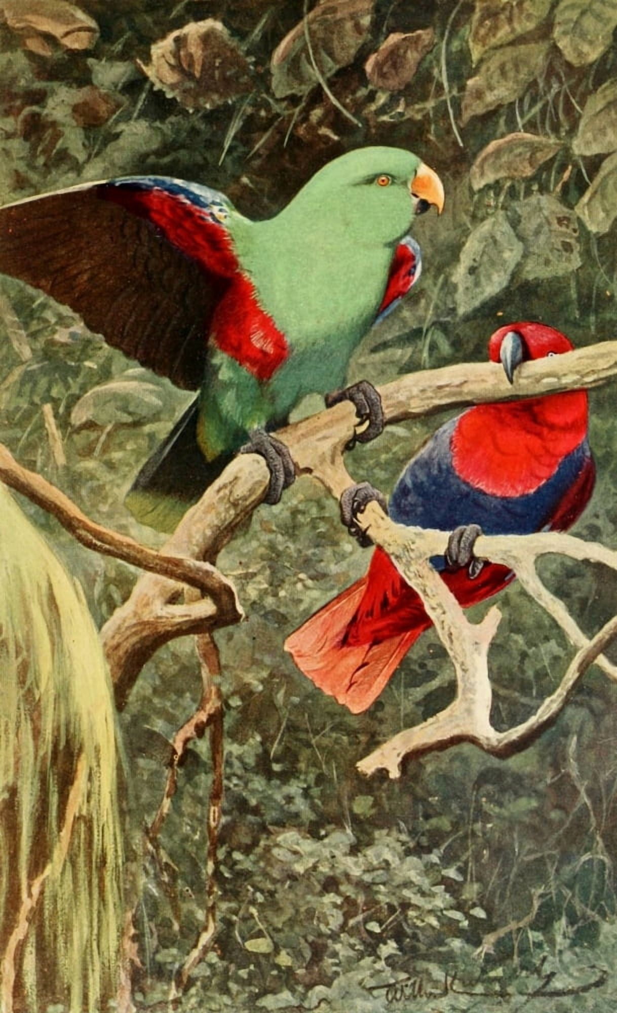 Brehms Tierleben 1911 Eclectus Parrot Canvas Art - FW Kuhnert (24 x 36)