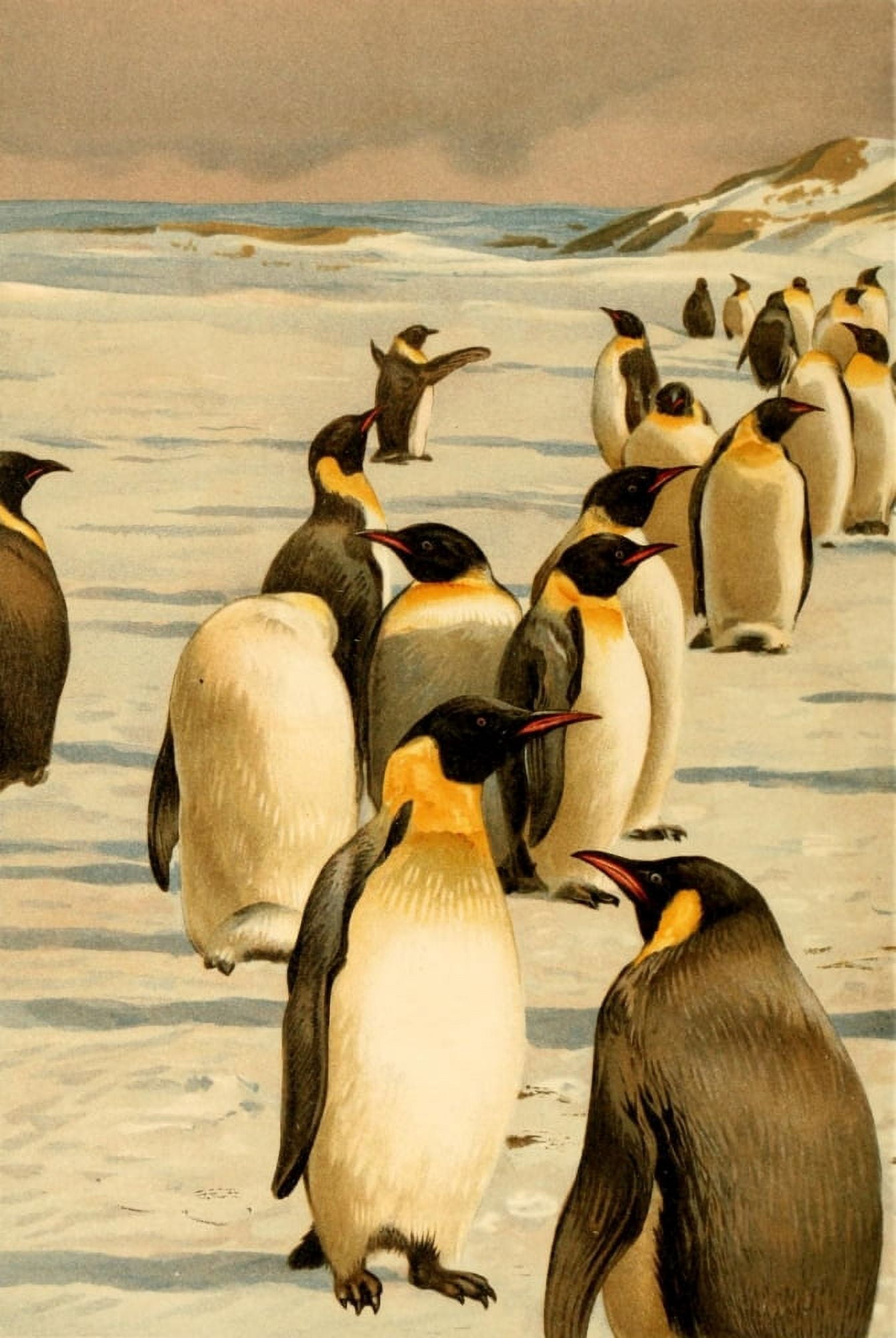 Brehms Tierleben 1911 Emperor Penguins 1 Canvas Art - FW Kuhnert (18 x 24)