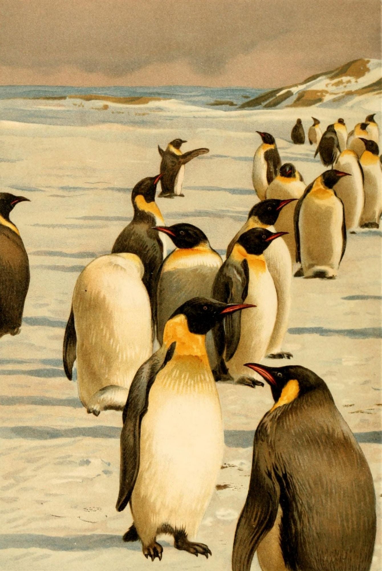 Brehms Tierleben 1911 Emperor Penguins 1 Canvas Art - FW Kuhnert (24 x 36)