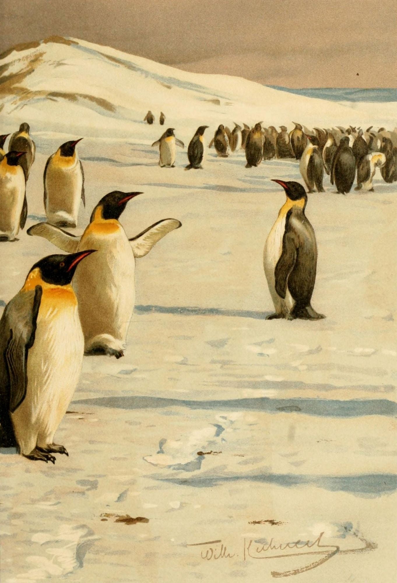 Brehms Tierleben 1911 Emperor Penguins 2 Canvas Art - FW Kuhnert (18 x 24)
