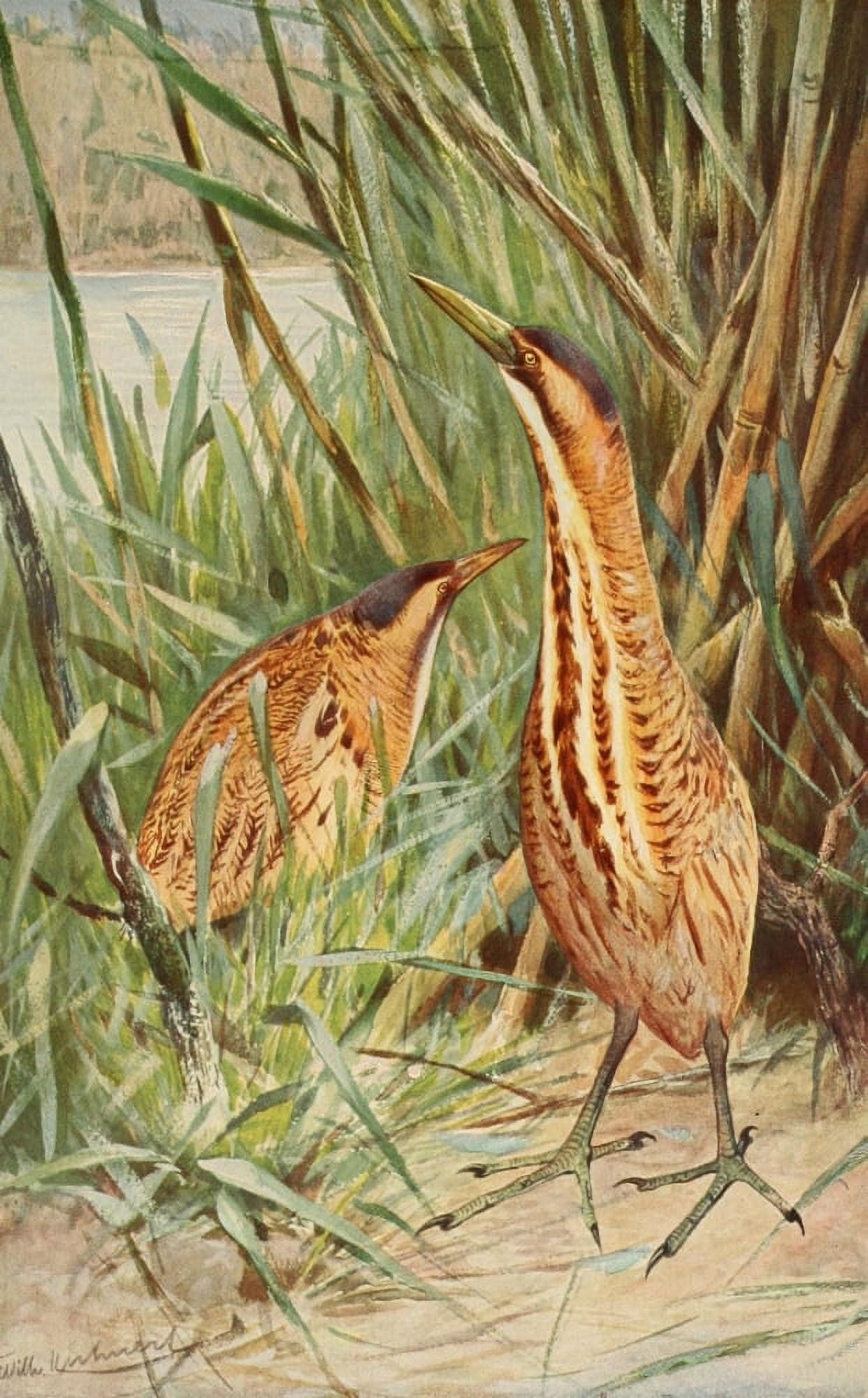Brehms Tierleben 1911 Eurasian Bittern Canvas Art - FW Kuhnert (18 x 24)