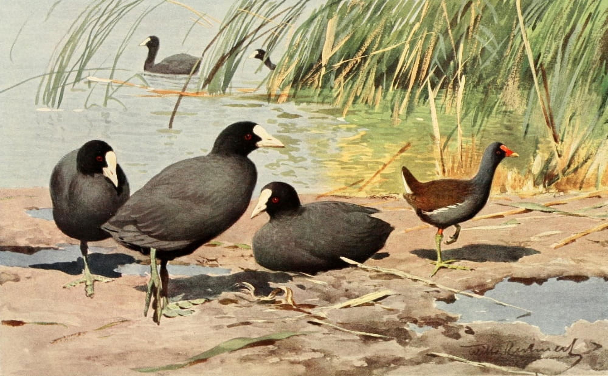 Brehms Tierleben 1911 Eurasian Coot & Moorhen Canvas Art - FW Kuhnert (18 x 24)
