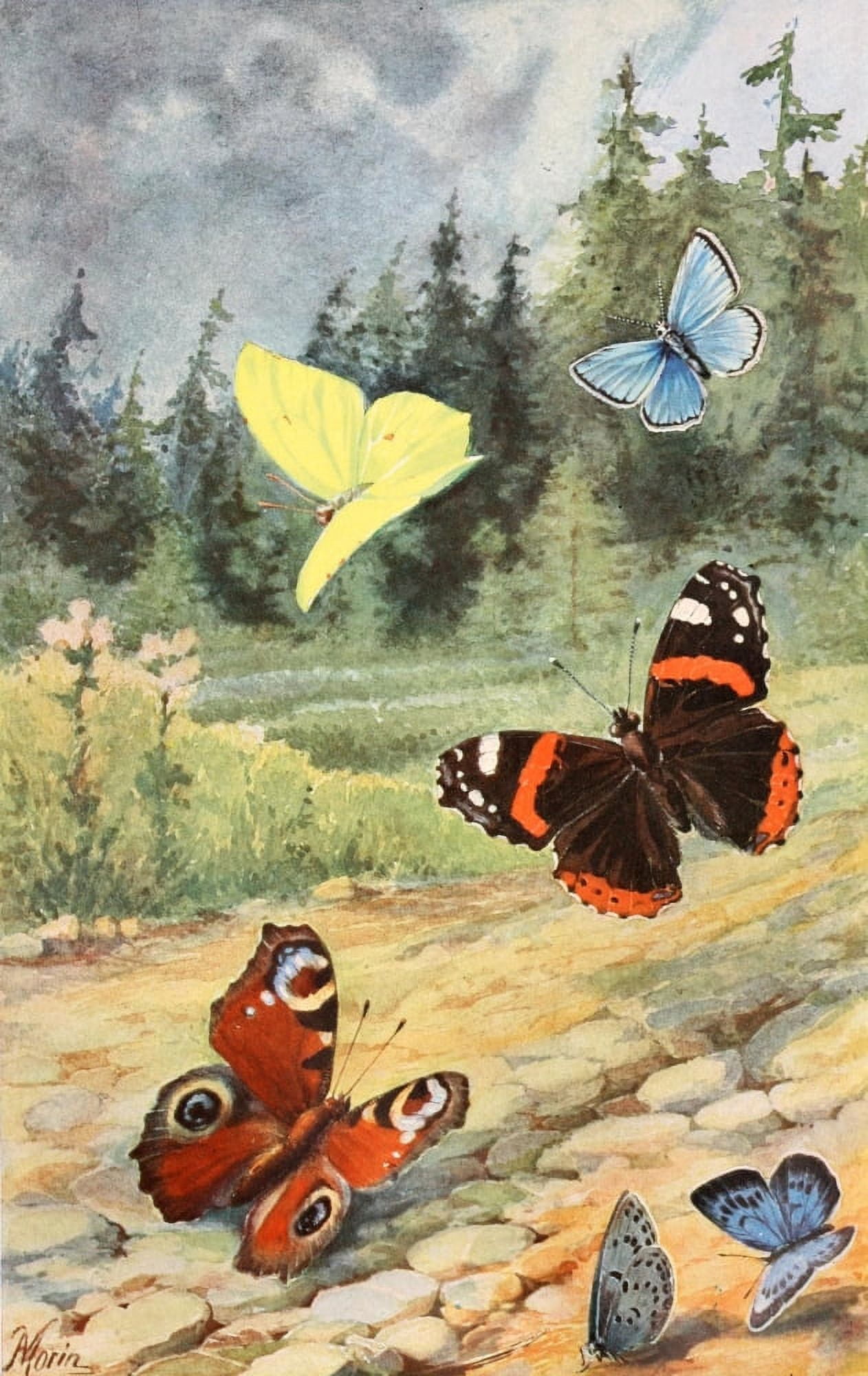 Brehms Tierleben 1911 European Butterflies Canvas Art - H Morin (24 x 36)