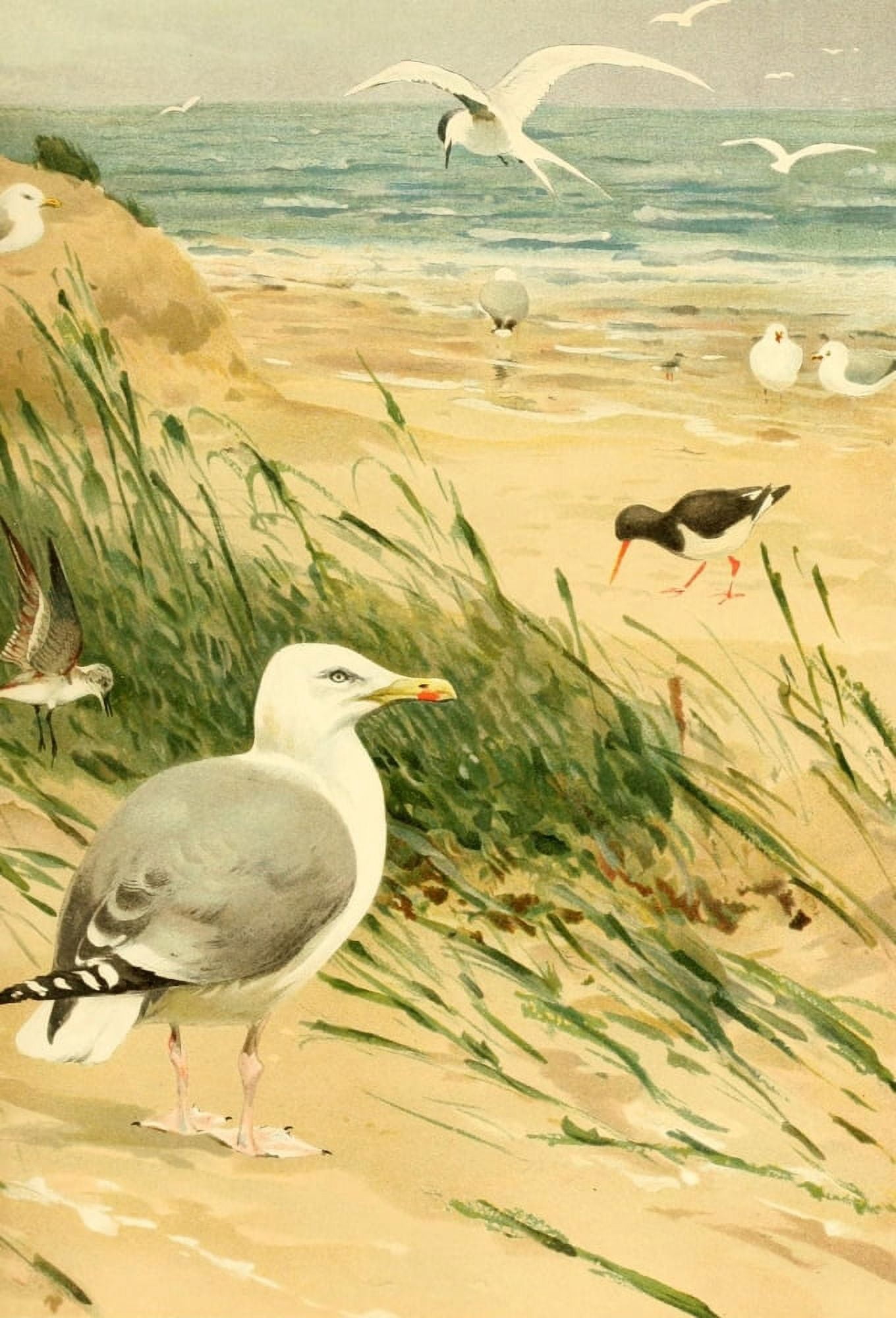 Brehms Tierleben 1911 European Herring Gull Canvas Art - FW Kuhnert (18 x 24)