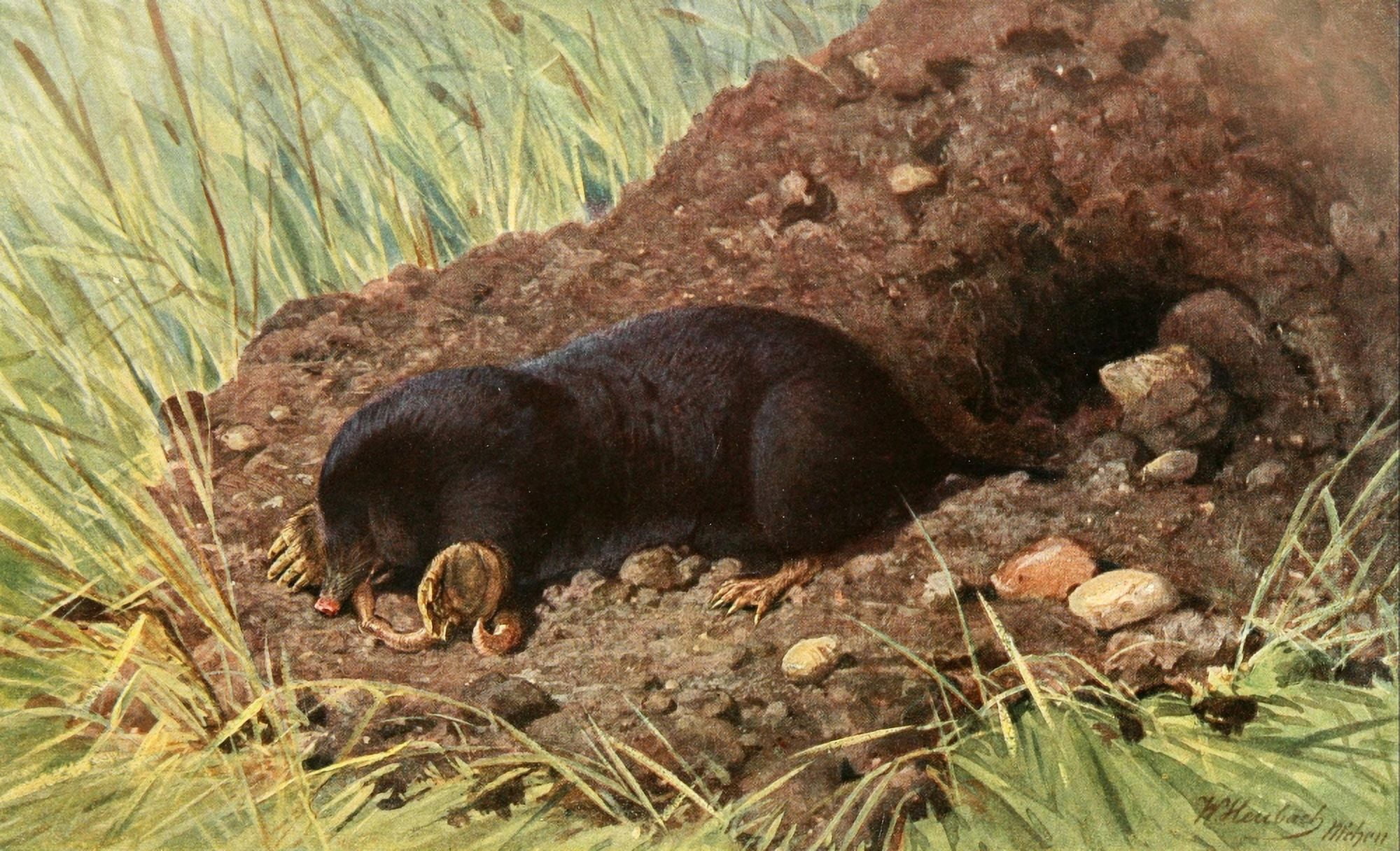 Brehms Tierleben 1911 European Mole Canvas Art - Walter Heubach (24 x 36)