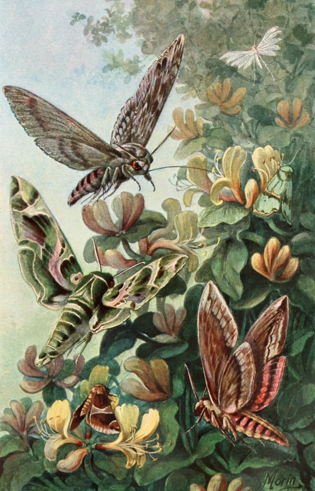 Brehms Tierleben 1911 European Moths Canvas Art - H Morin (24 x 36)