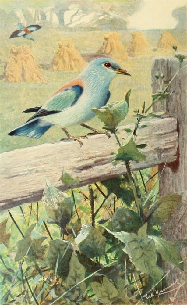 Brehms Tierleben 1911 European Roller Canvas Art - Friedrich Wilhelm Kuhnert (24 x 36)