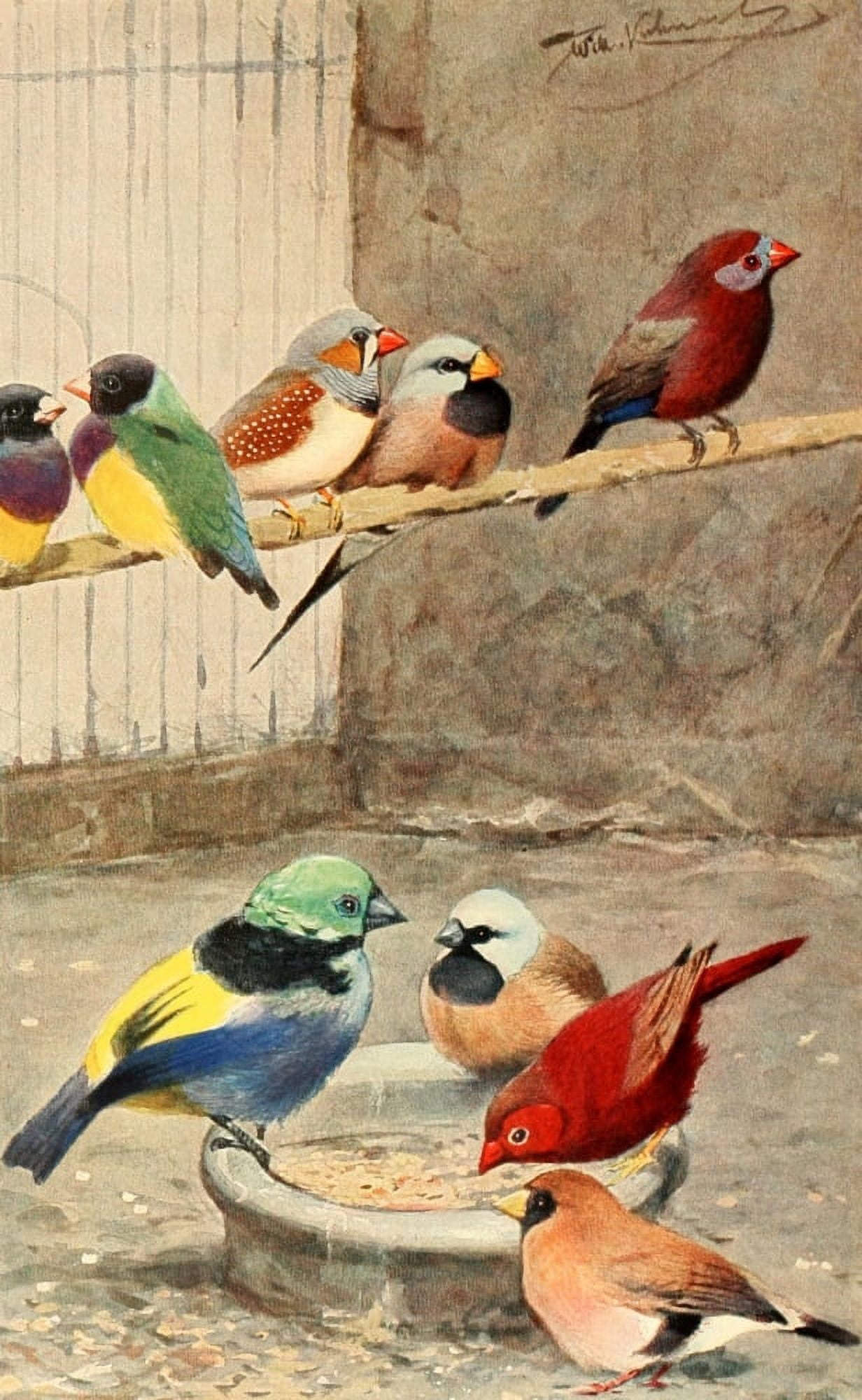 Brehms Tierleben 1911 Exotic Finches Canvas Art - FW Kuhnert (24 x 36)