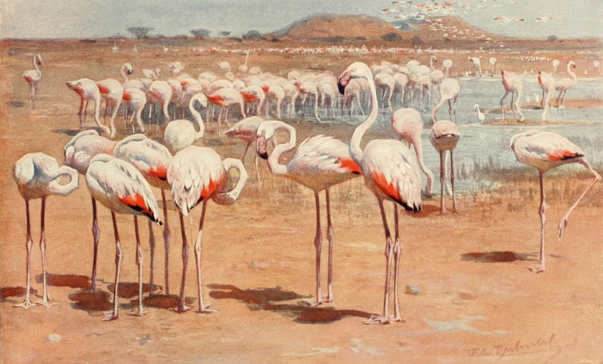 Brehms Tierleben 1911 Flamingo Canvas Art - FW Kuhnert (24 x 36)