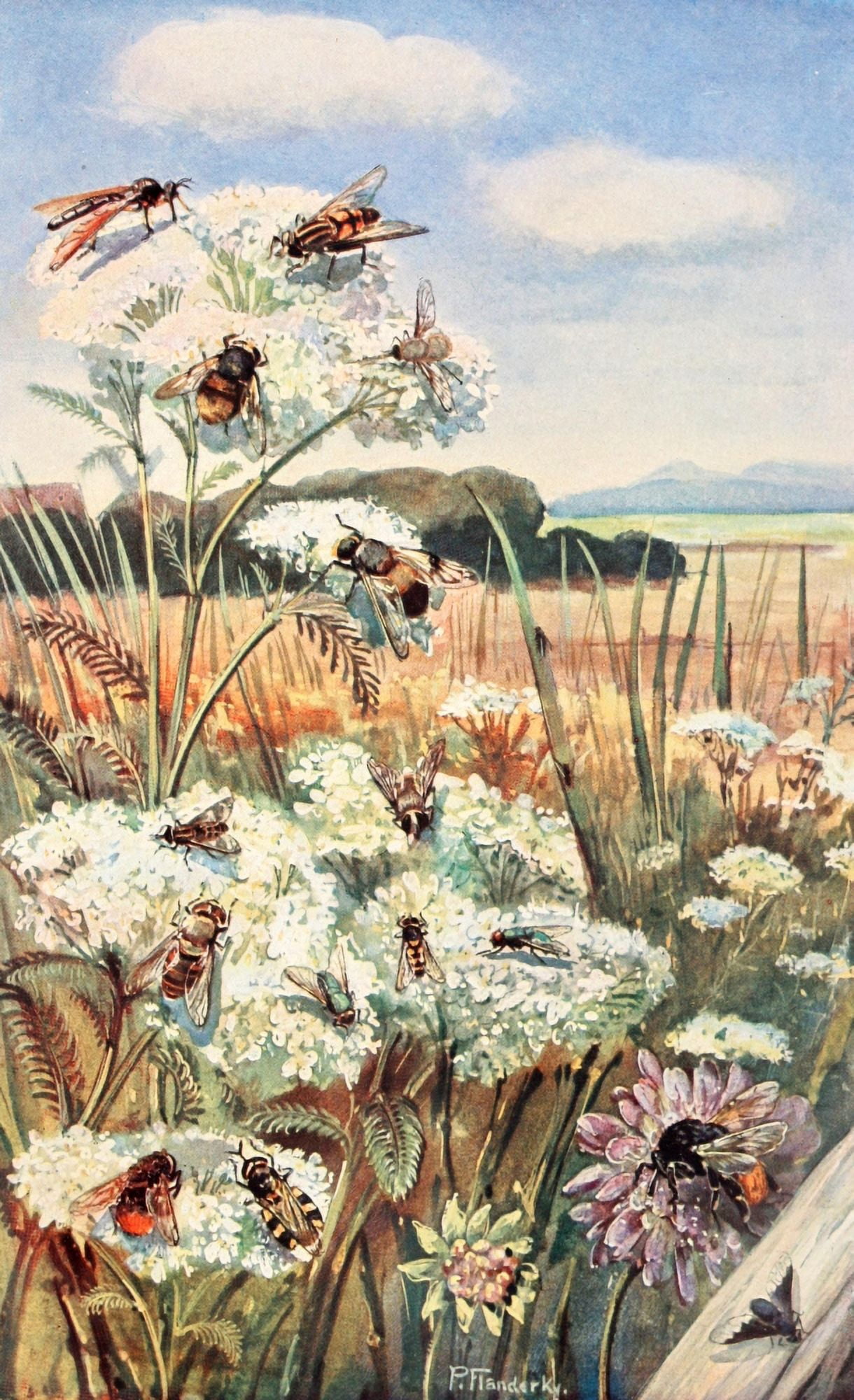 Brehms Tierleben 1911 Flying Insects Canvas Art - Paul Flanderky (24 x 36)