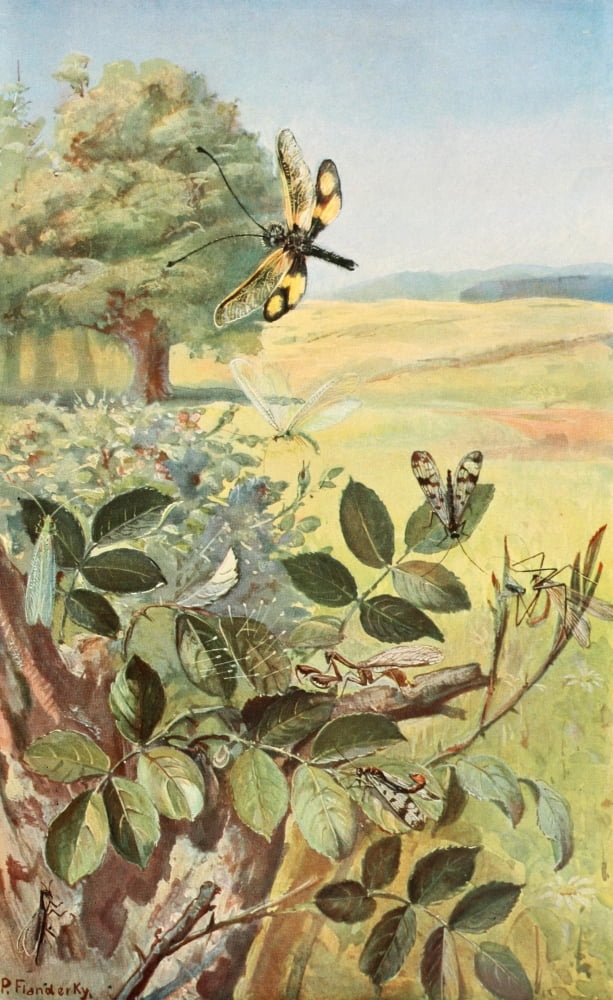 Brehms Tierleben 1911 German Lacewings Canvas Art - Paul Flanderky (18 x 24)
