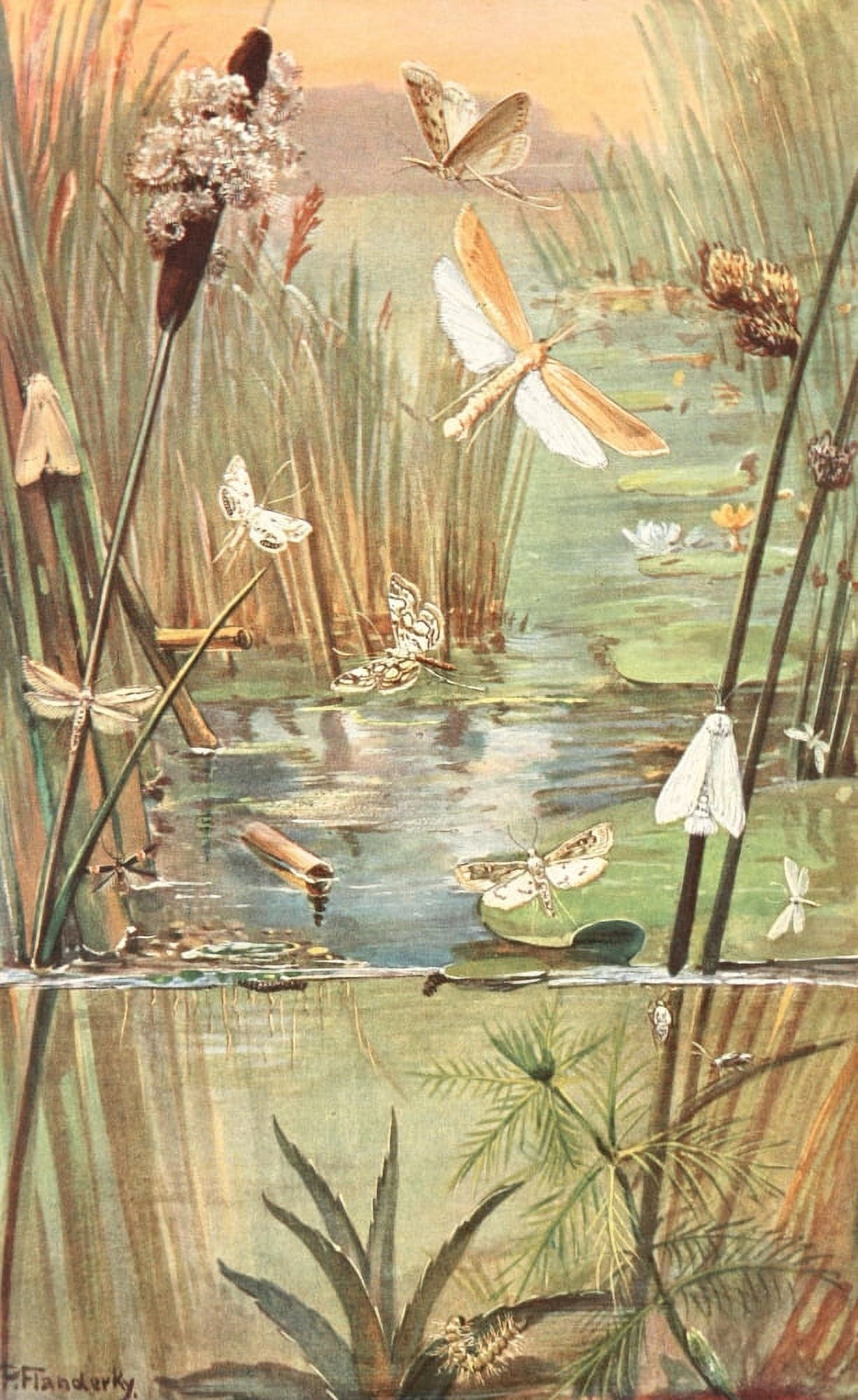 Brehms Tierleben 1911 German water-insects Canvas Art - Paul Flanderky (24 x 36)