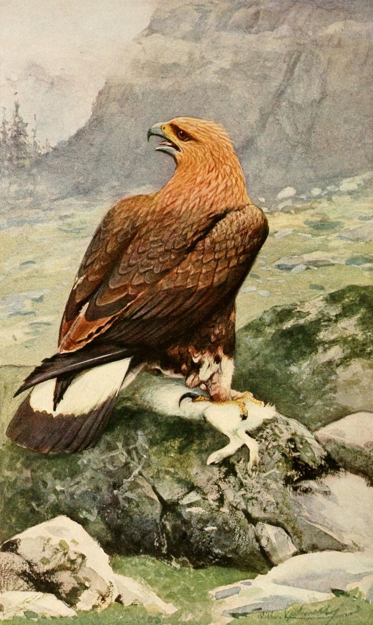 Brehms Tierleben 1911 Golden Eagle Canvas Art - FW Kuhnert (18 x 24)