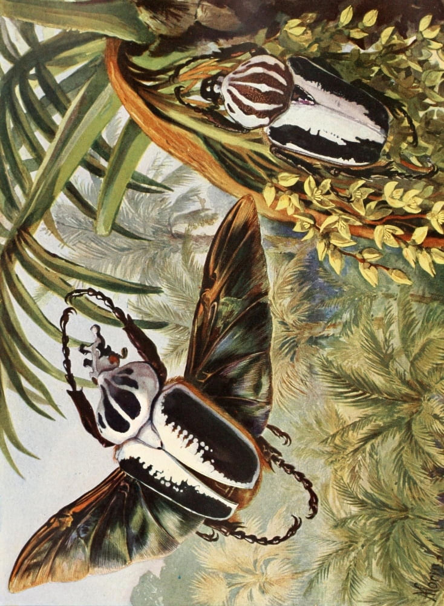 Brehms Tierleben 1911 Goliath Beetles Canvas Art - H Morin (18 x 24)