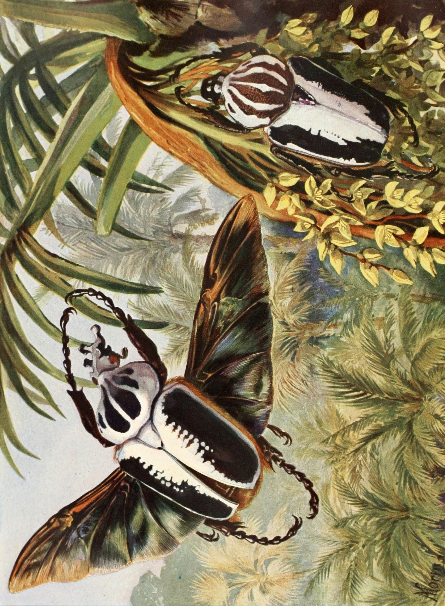 Brehms Tierleben 1911 Goliath Beetles Canvas Art - H Morin (24 x 36)