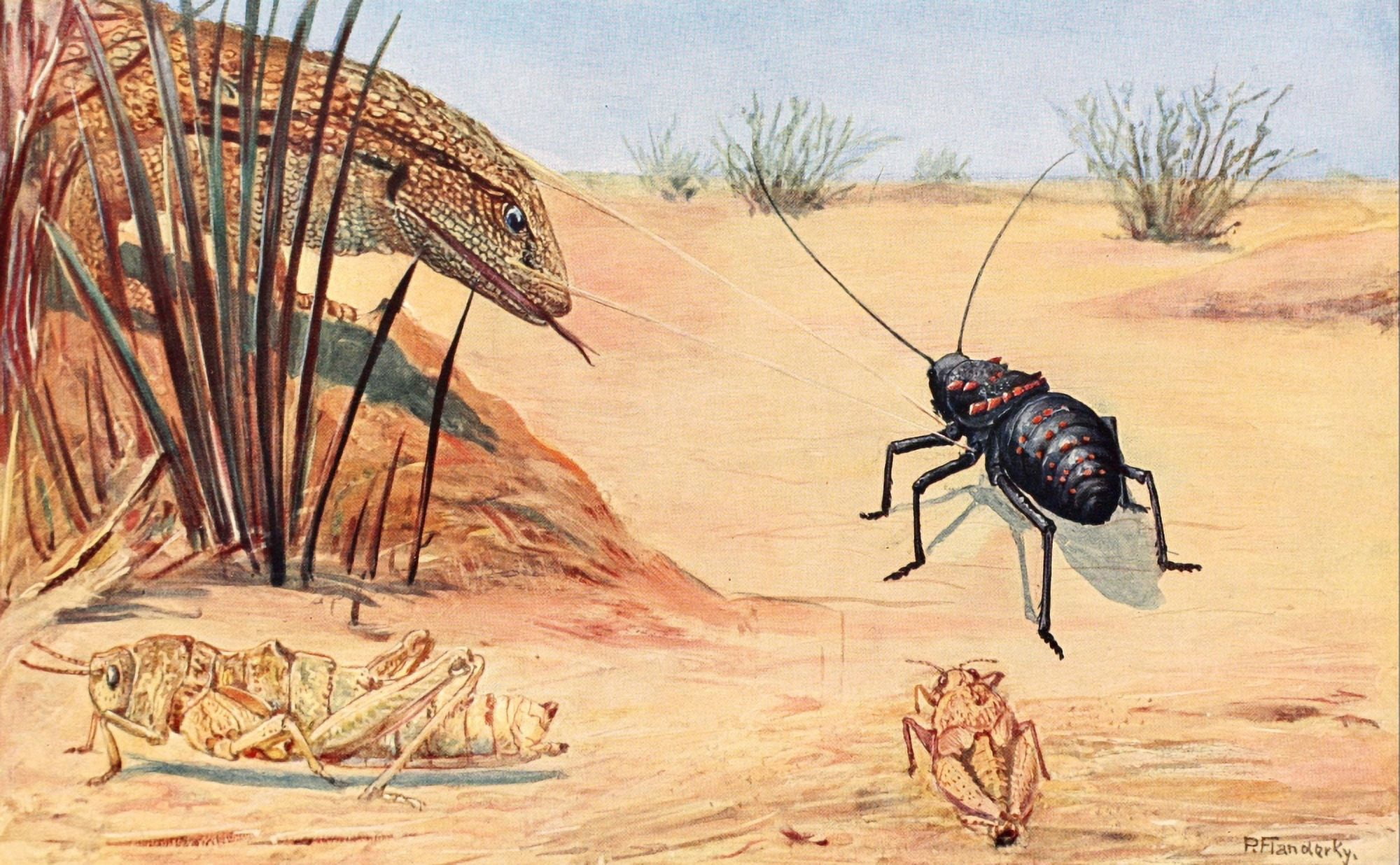Brehms Tierleben 1911 Grasshoppers Canvas Art - Paul Flanderky (18 x 24)
