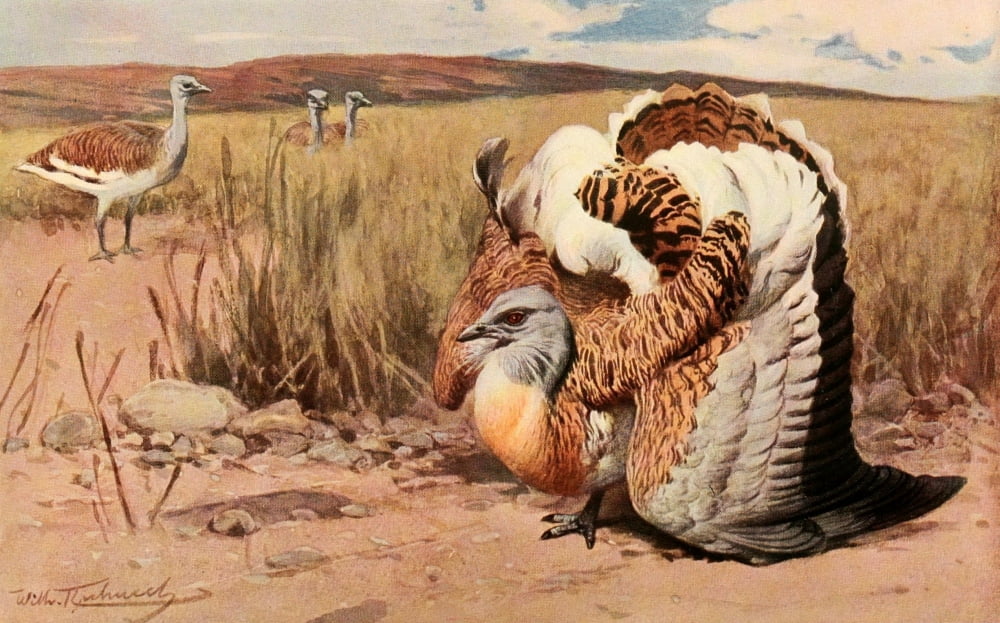 Brehms Tierleben 1911 Great Bustard Canvas Art - FW Kuhnert (18 x 24)