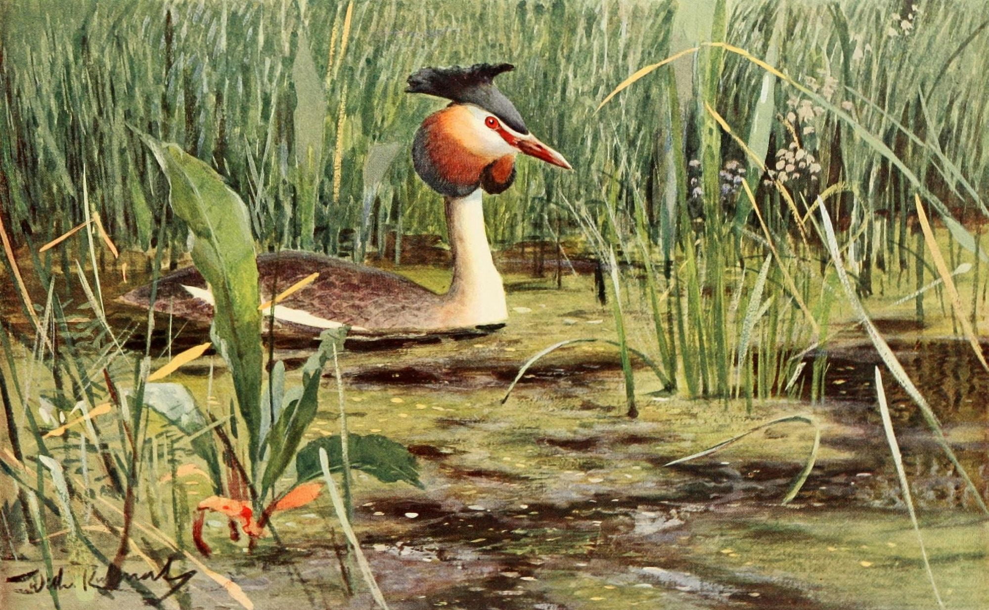 Brehms Tierleben 1911 Great Crested Grebe Canvas Art - FW Kuhnert (18 x 24)