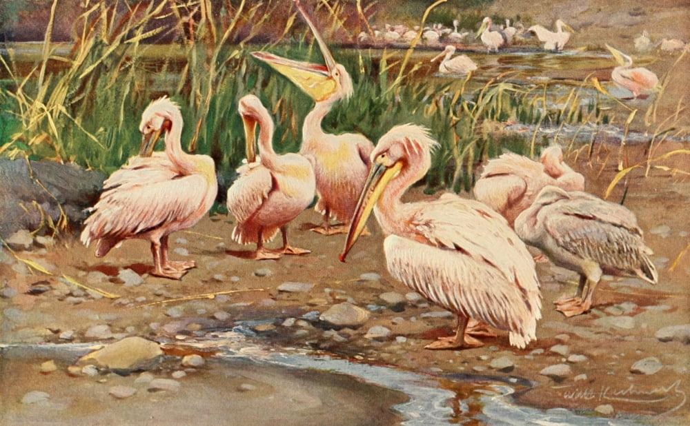 Brehms Tierleben 1911 Great White Pelican Canvas Art - FW Kuhnert (18 x 24)