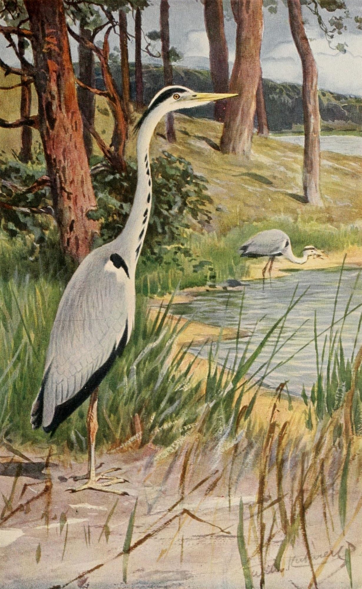 Brehms Tierleben 1911 Grey Heron Canvas Art - FW Kuhnert (18 x 24)