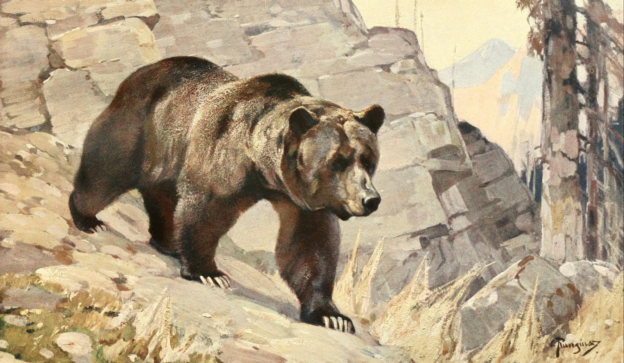 Brehms Tierleben 1911 Grizzly Bear Canvas Art - Carl Rungius (18 x 24)