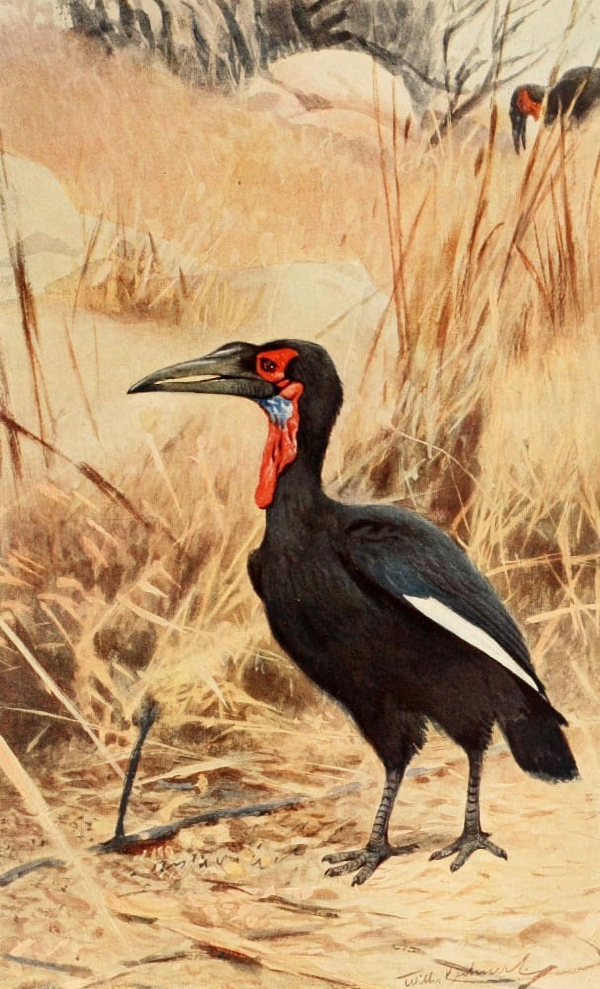 Brehms Tierleben 1911 Ground Hornbill Canvas Art - FW Kuhnert (24 x 36)