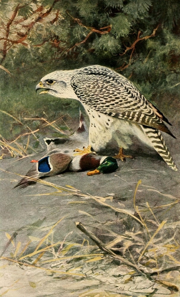 Brehms Tierleben 1911 Gyrfalcon Canvas Art - FW Kuhnert (24 x 36)