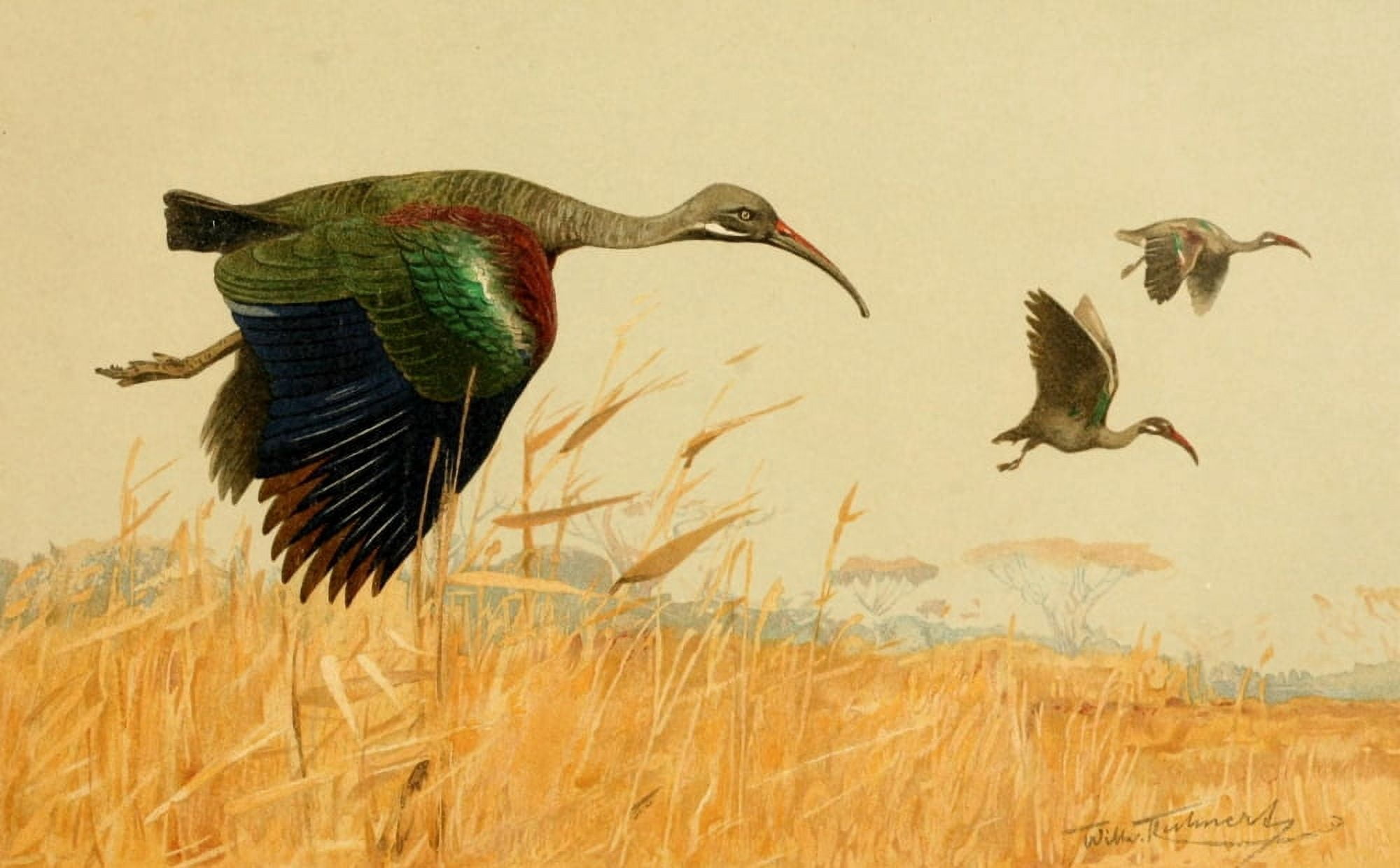Brehms Tierleben 1911 Hadada Ibis Canvas Art - FW Kuhnert (18 x 24)