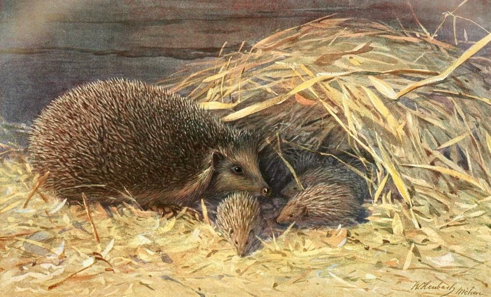 Brehms Tierleben 1911 Hedgehogs Canvas Art - Walter Heubach (24 x 36)