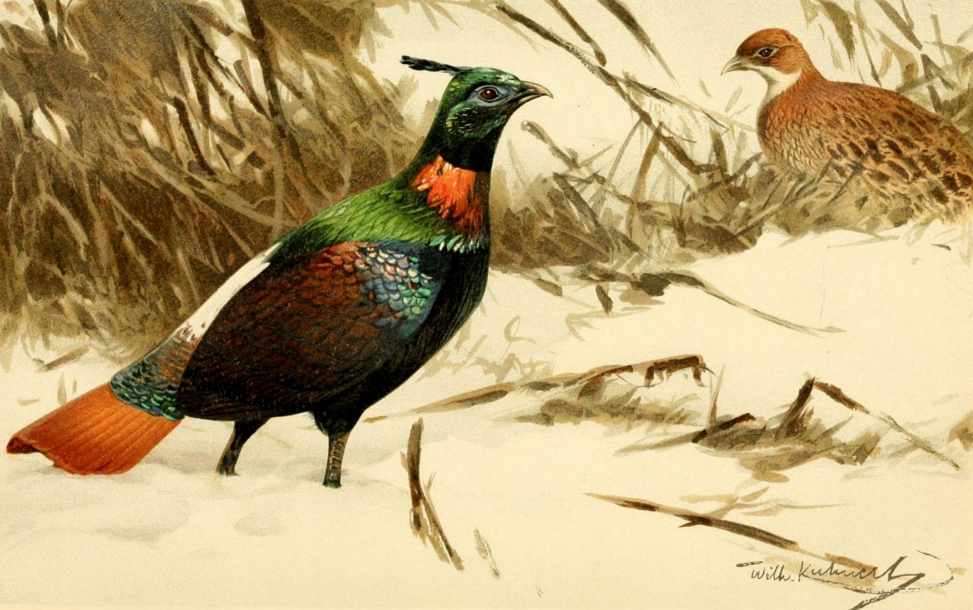 Brehms Tierleben 1911 Himalayan Monal Pheasant Canvas Art - FW Kuhnert (18 x 24)