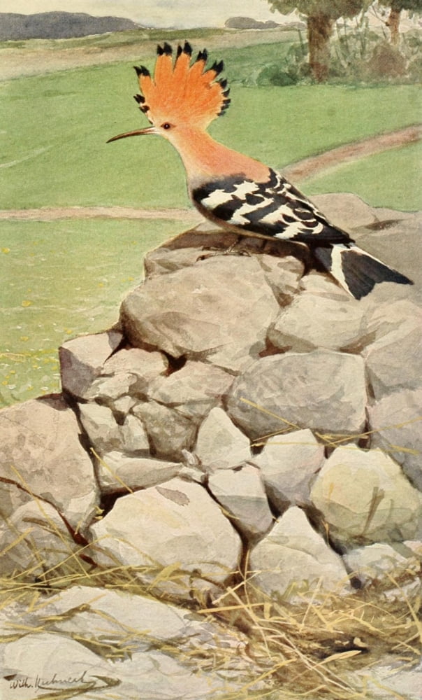Brehms Tierleben 1911 Hoopoe Canvas Art - FW Kuhnert (24 x 36)