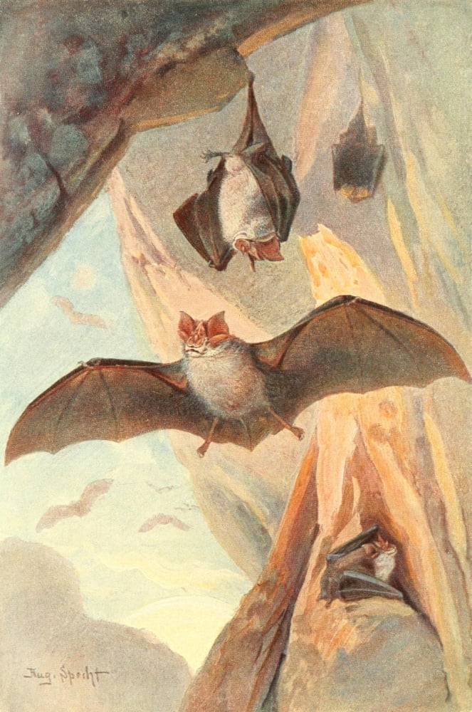 Brehms Tierleben 1911 Horseshoe Bats Canvas Art - Friedrich Specht (18 x 24)