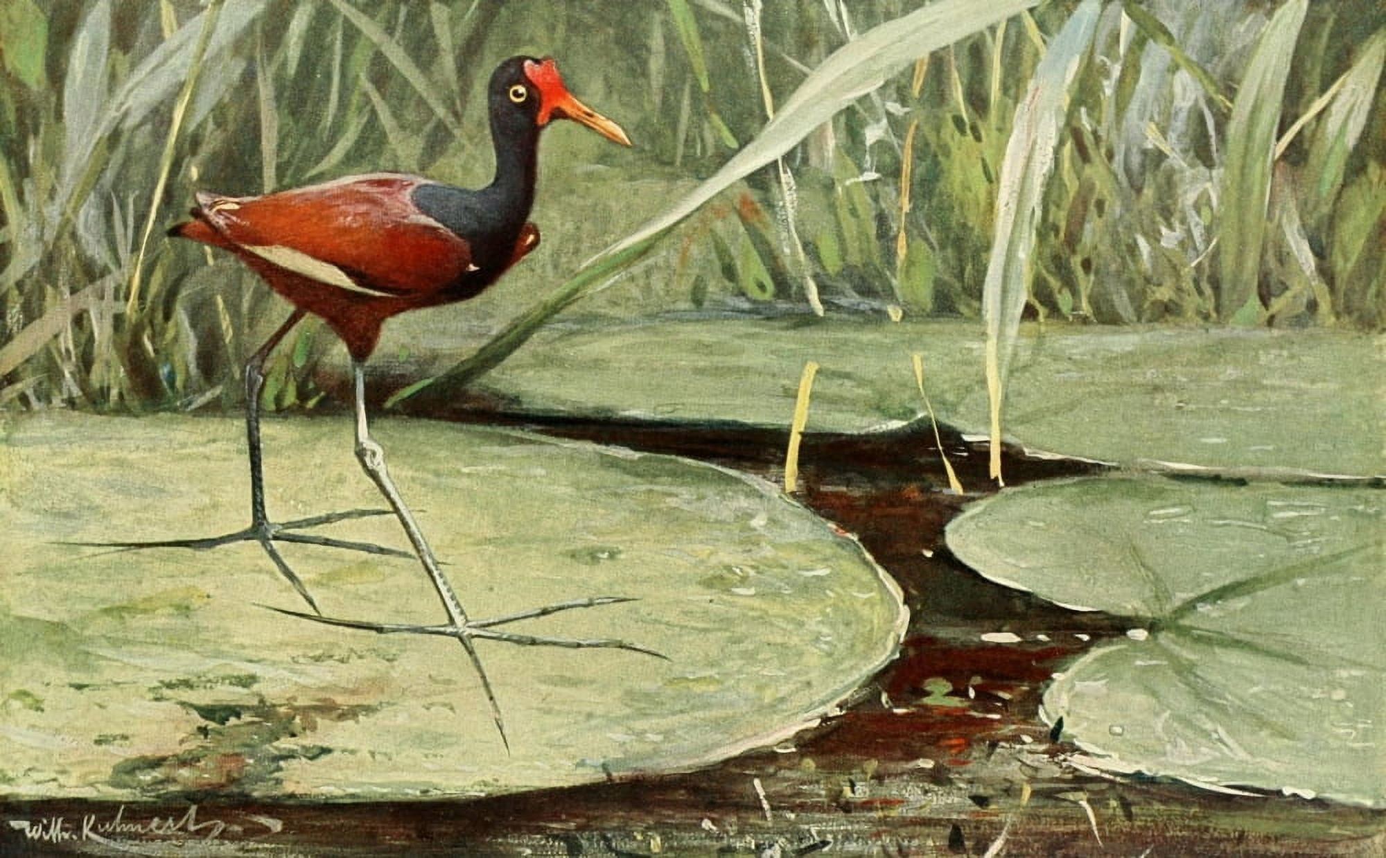 Brehms Tierleben 1911 Jacana Canvas Art - FW Kuhnert (18 x 24)