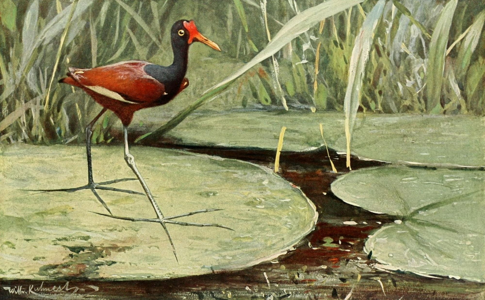 Brehms Tierleben 1911 Jacana Canvas Art - FW Kuhnert (24 x 36)