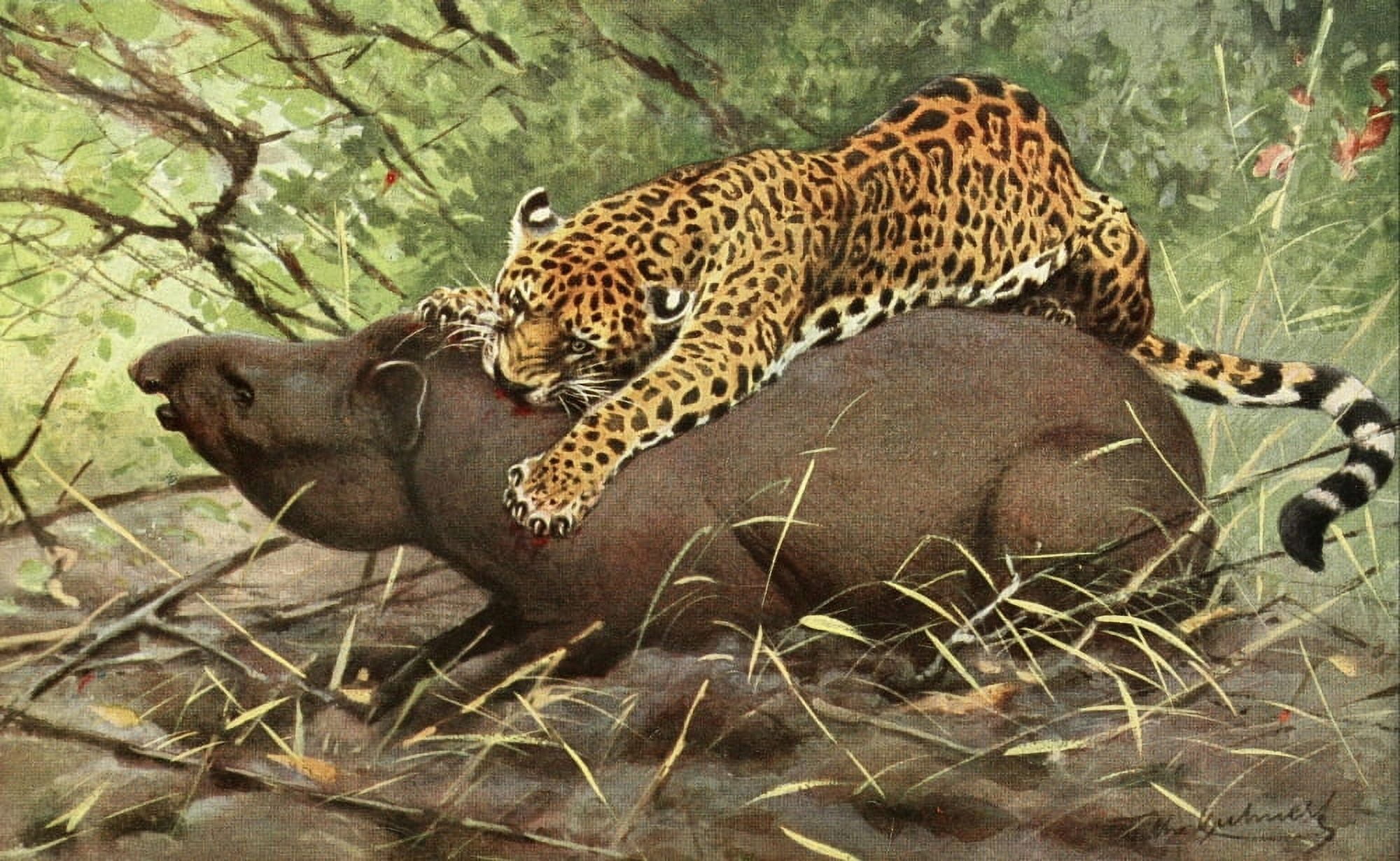 Brehms Tierleben 1911 Jaguar Canvas Art - FW Kuhnert (18 x 24)