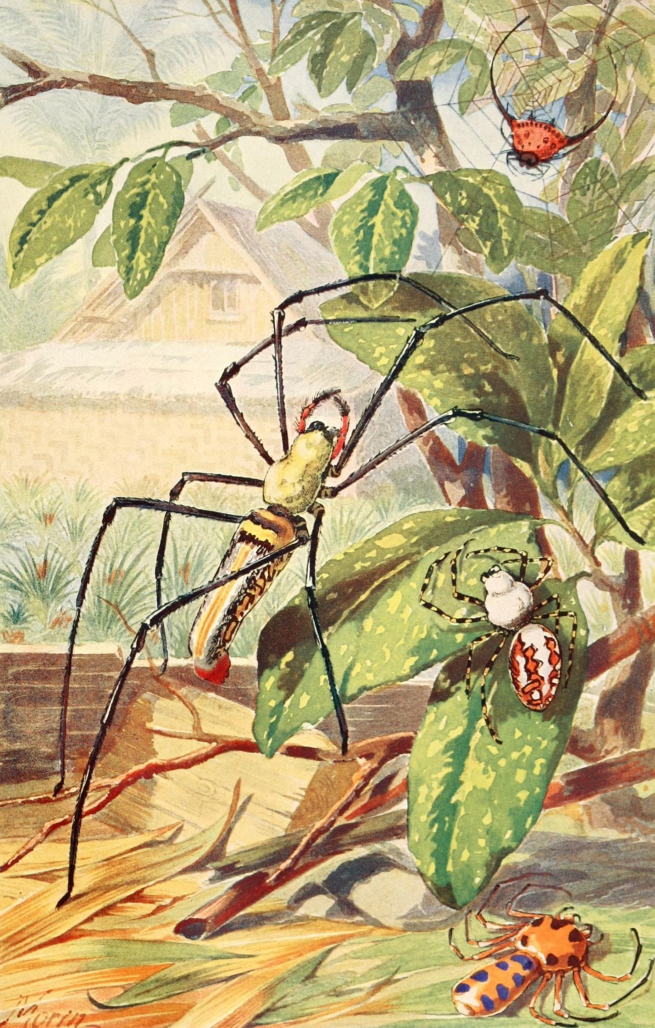 Brehms Tierleben 1911 Javanese Spider Canvas Art - H Morin (18 x 24)