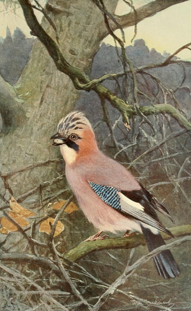 Brehms Tierleben 1911 Jay Canvas Art - FW Kuhnert (18 x 24)