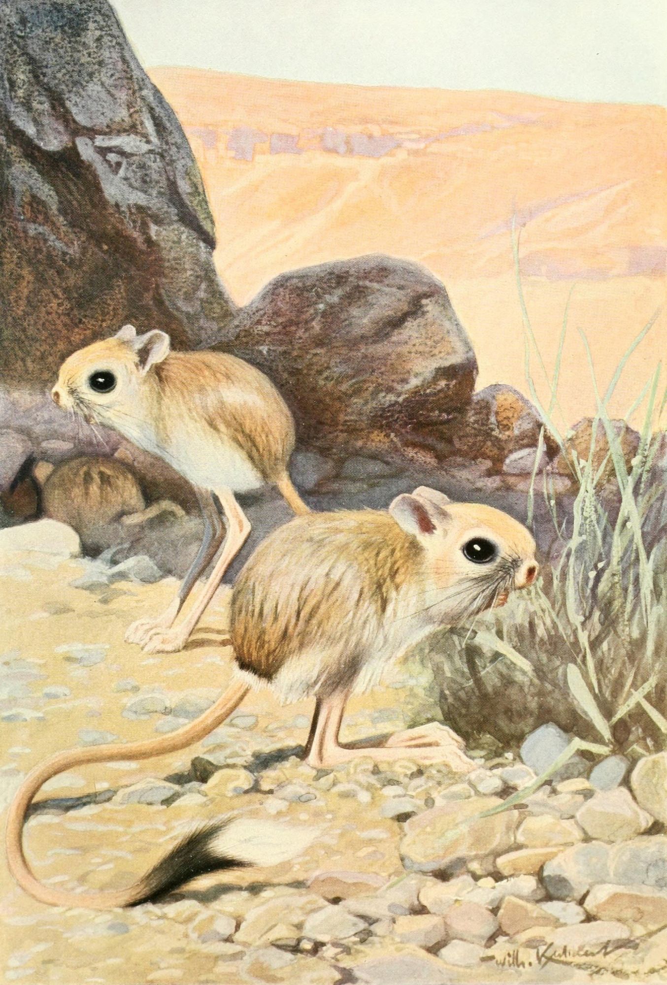 Brehms Tierleben 1911 Jerboa Canvas Art - FW Kuhnert (18 x 24)