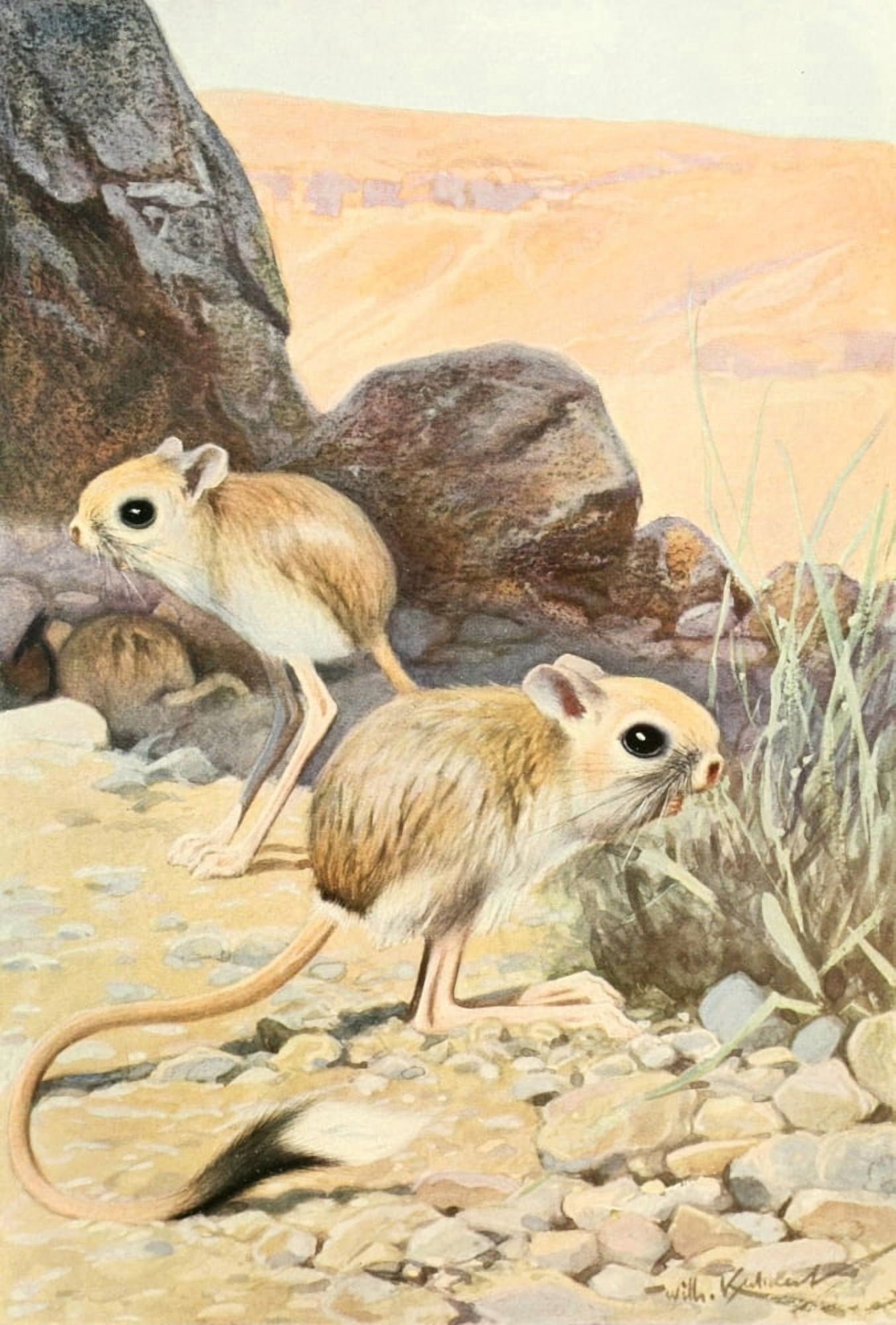 Brehms Tierleben 1911 Jerboa Canvas Art - Friedrich Wilhelm Kuhnert (24 x 36)