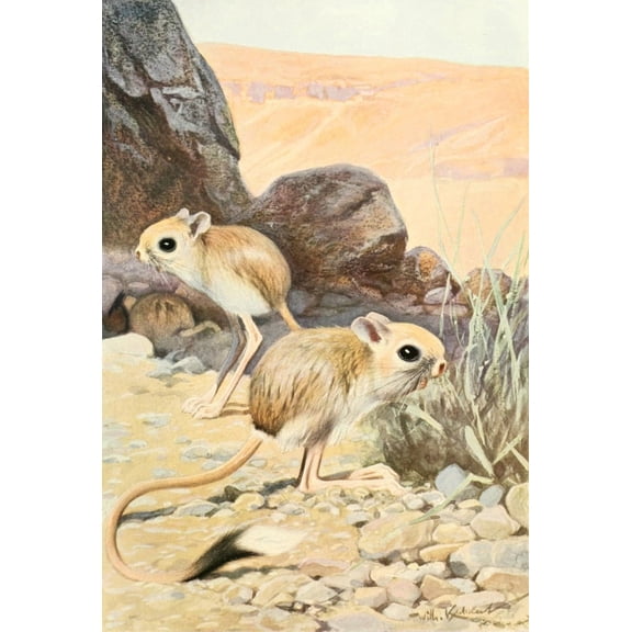 Brehms Tierleben 1911 Jerboa Canvas Art - Friedrich Wilhelm Kuhnert (24 x 36)