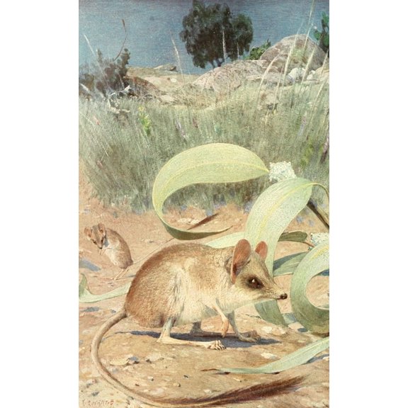 Brehms Tierleben 1911 Jerboa Canvas Art - Karl Ludwig Hartig (18 x 24)