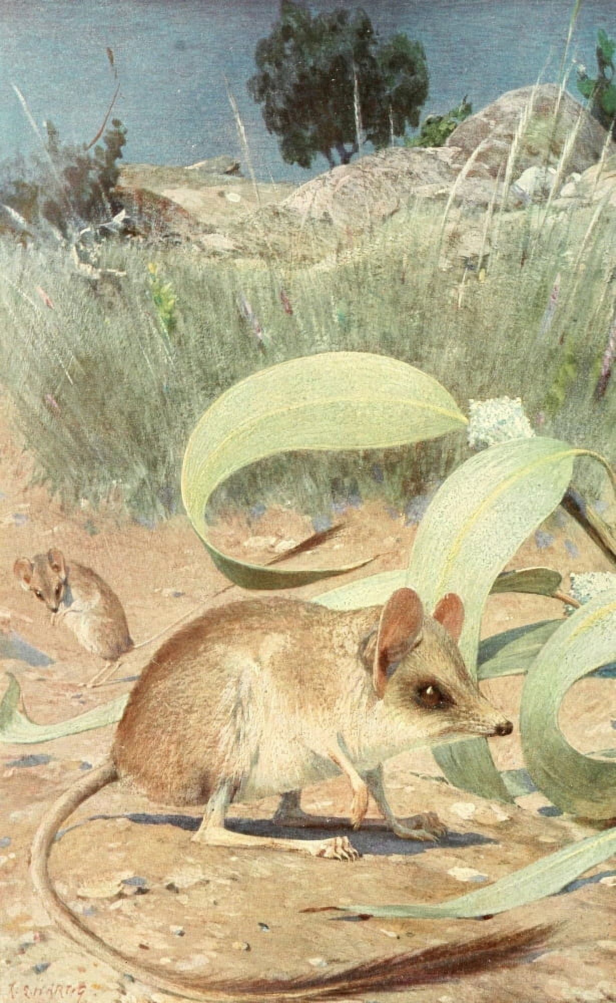 Brehms Tierleben 1911 Jerboa Canvas Art - Karl Ludwig Hartig (24 x 36)