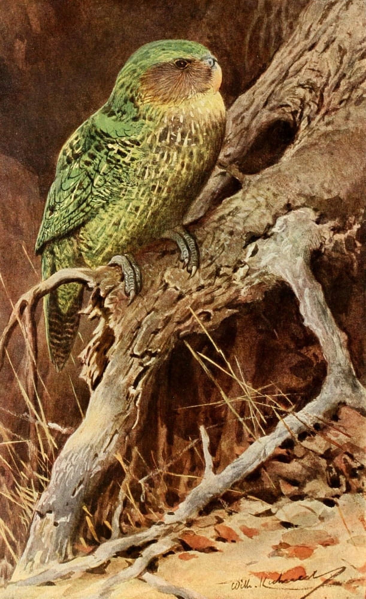 Brehms Tierleben 1911 Kakapo Canvas Art - FW Kuhnert (18 x 24)