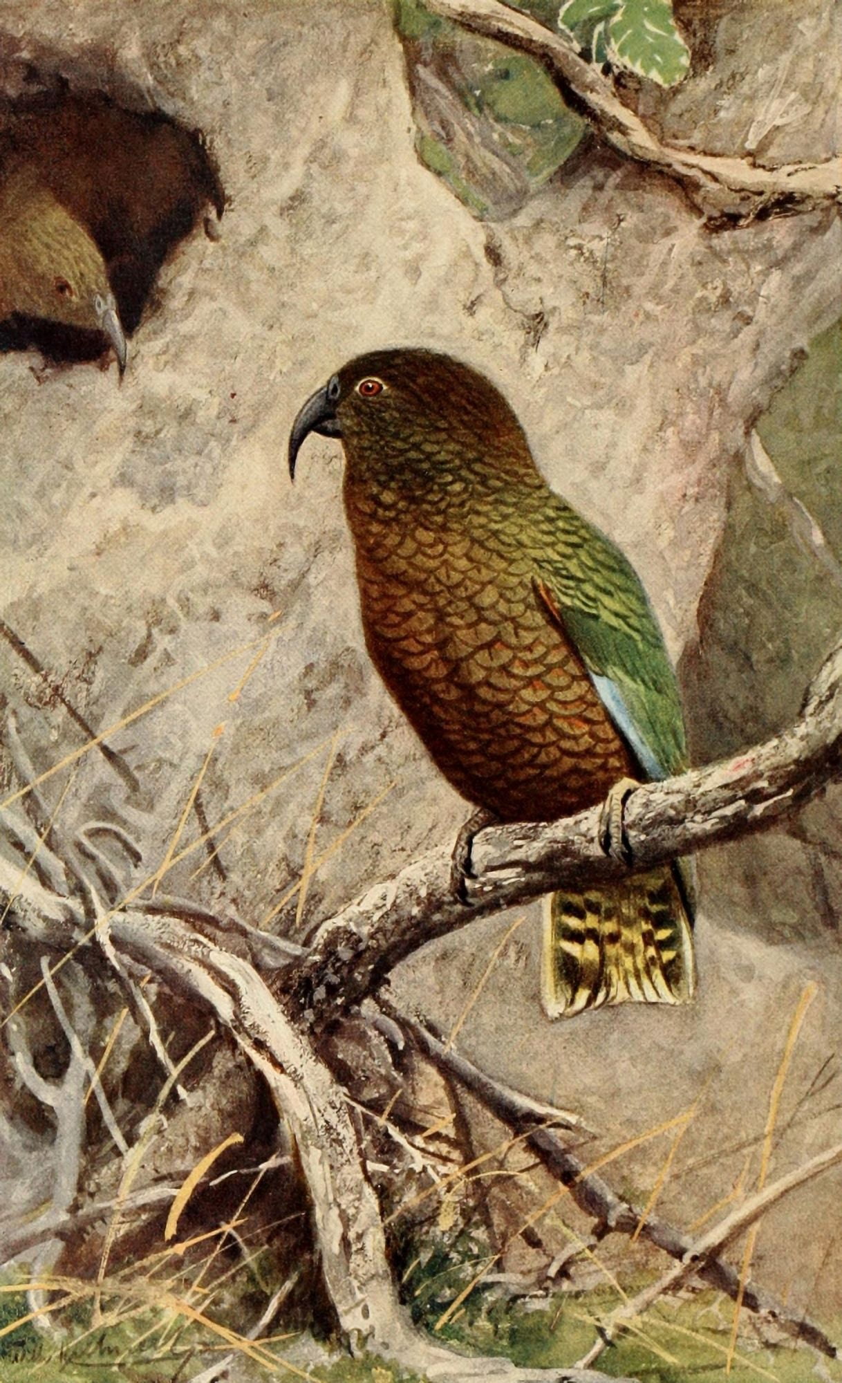 Brehms Tierleben 1911 Kea Canvas Art - FW Kuhnert (18 x 24)