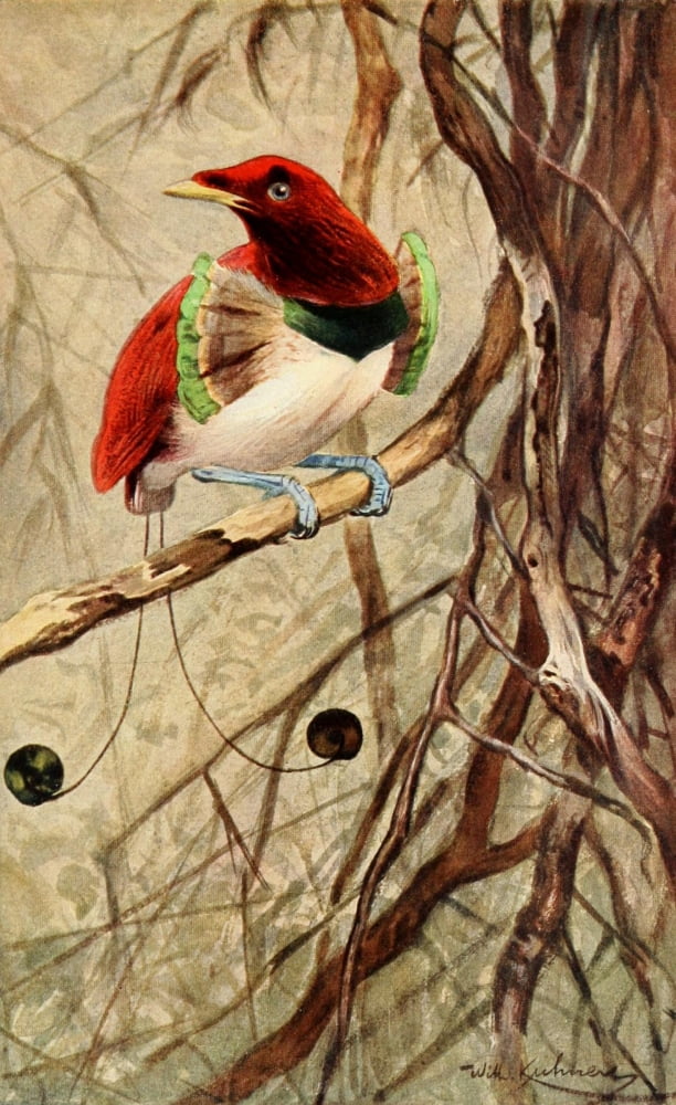 Brehms Tierleben 1911 King Bird of Paradise Canvas Art - FW Kuhnert (24 x 36)