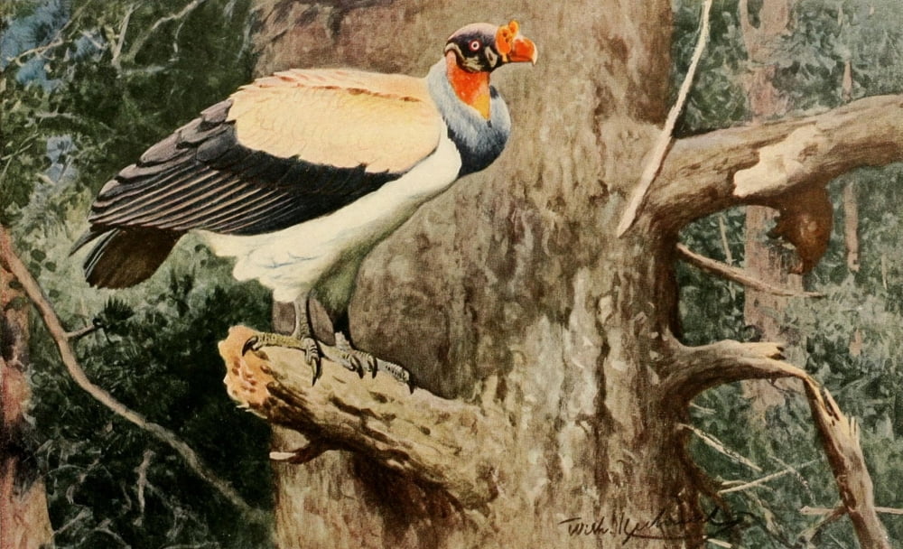 Brehms Tierleben 1911 King Vulture Canvas Art - FW Kuhnert (18 x 24)